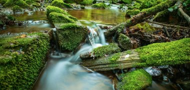 Weg entlang einer Klamm im Wald