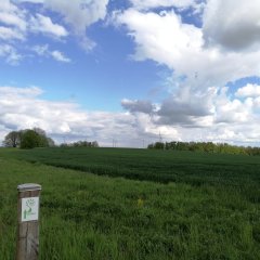 Grüne Felder und blauer Himmel. Links in der Ecke des Bilds ein Pfosten mit dem Wegweiser des Sagenhaften Waldpfads